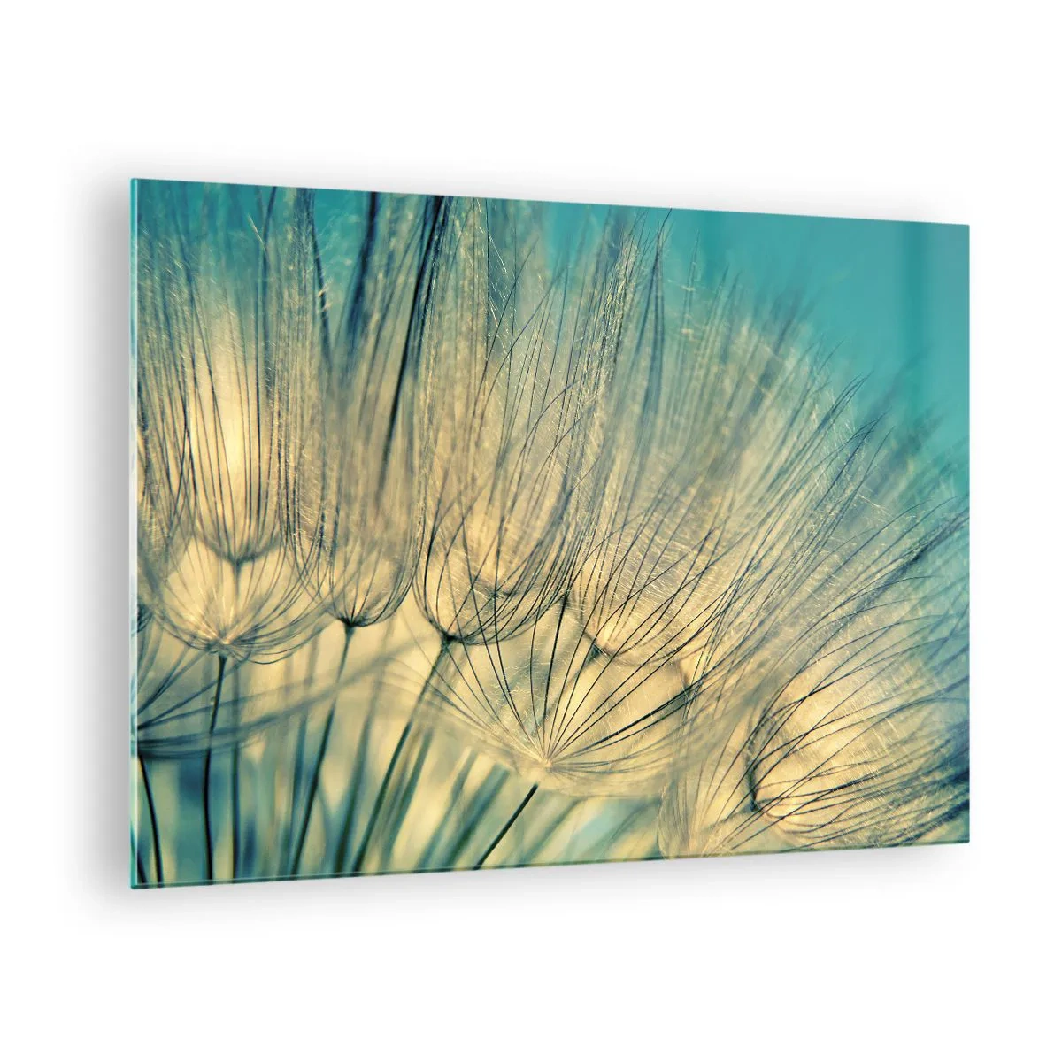 Billede på glas - Makrofotografi af en mælkebøtte mod en turkis baggrund - 70x50cm - Venter på vinden - Moderne vægdekoration til stue og soveværelse ARTTOR