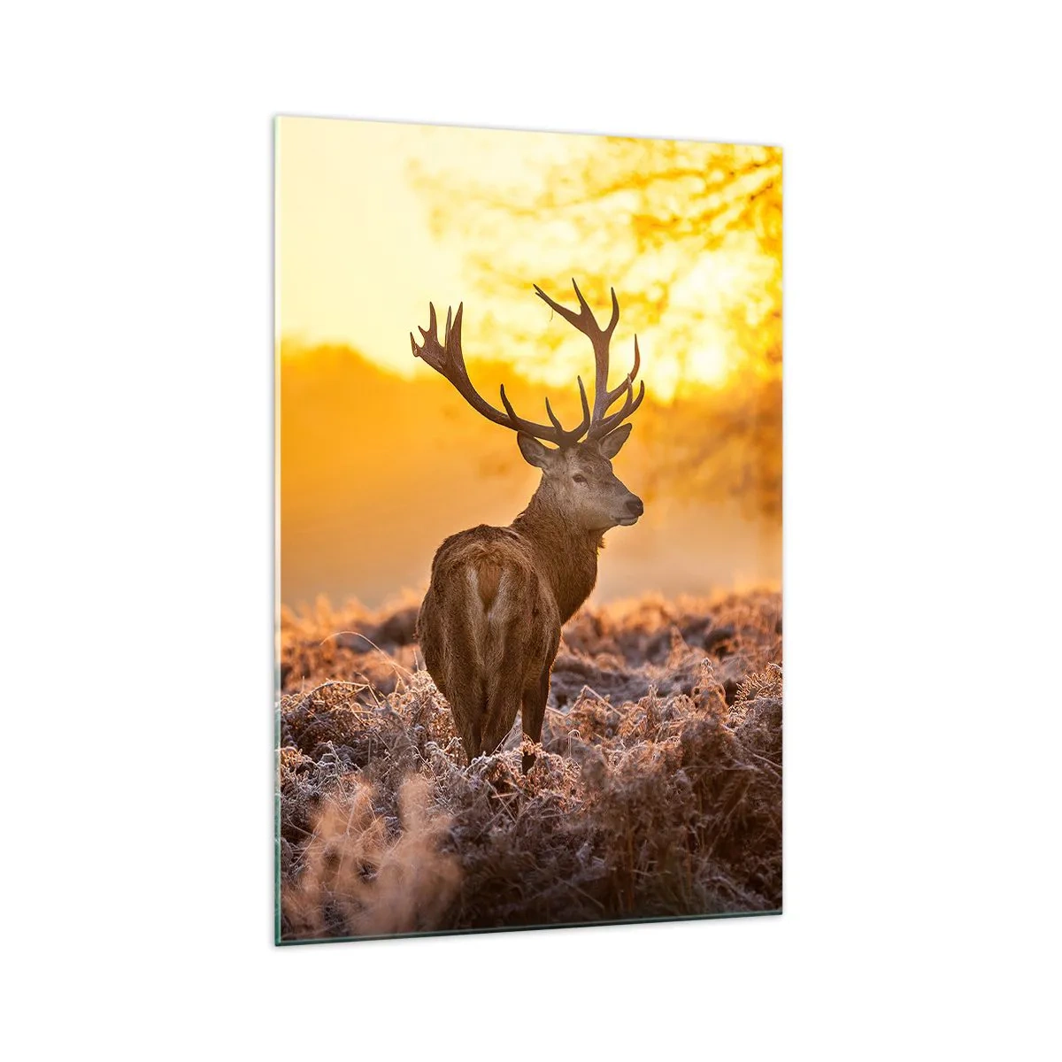 Billede på glas - Kongen af efterårsskoven - 70x100 cm