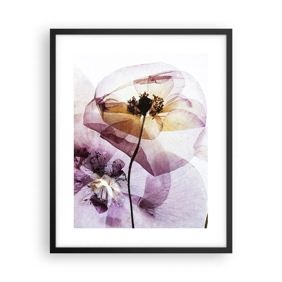 Plakat i sort ramme - Blomsterlegeme dias - 40x50 cm