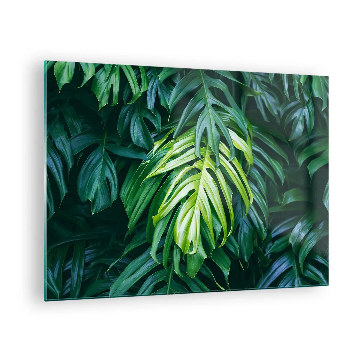 Billede på glas - Frodige grønne monsterablade i naturligt lys - 70x50cm - Fordyb dig i friskhed - Moderne vægdekoration til stue og soveværelse ARTTOR
