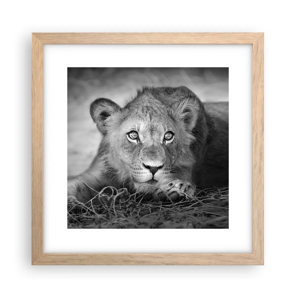 Plakat i ramme af lyst egetræ - Kongelig hvalp - 30x30 cm