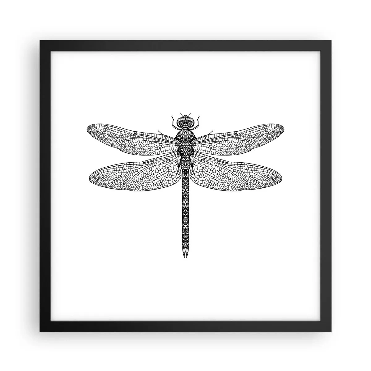 Plakat i sort ramme - Præcision i naturen - 40x40 cm