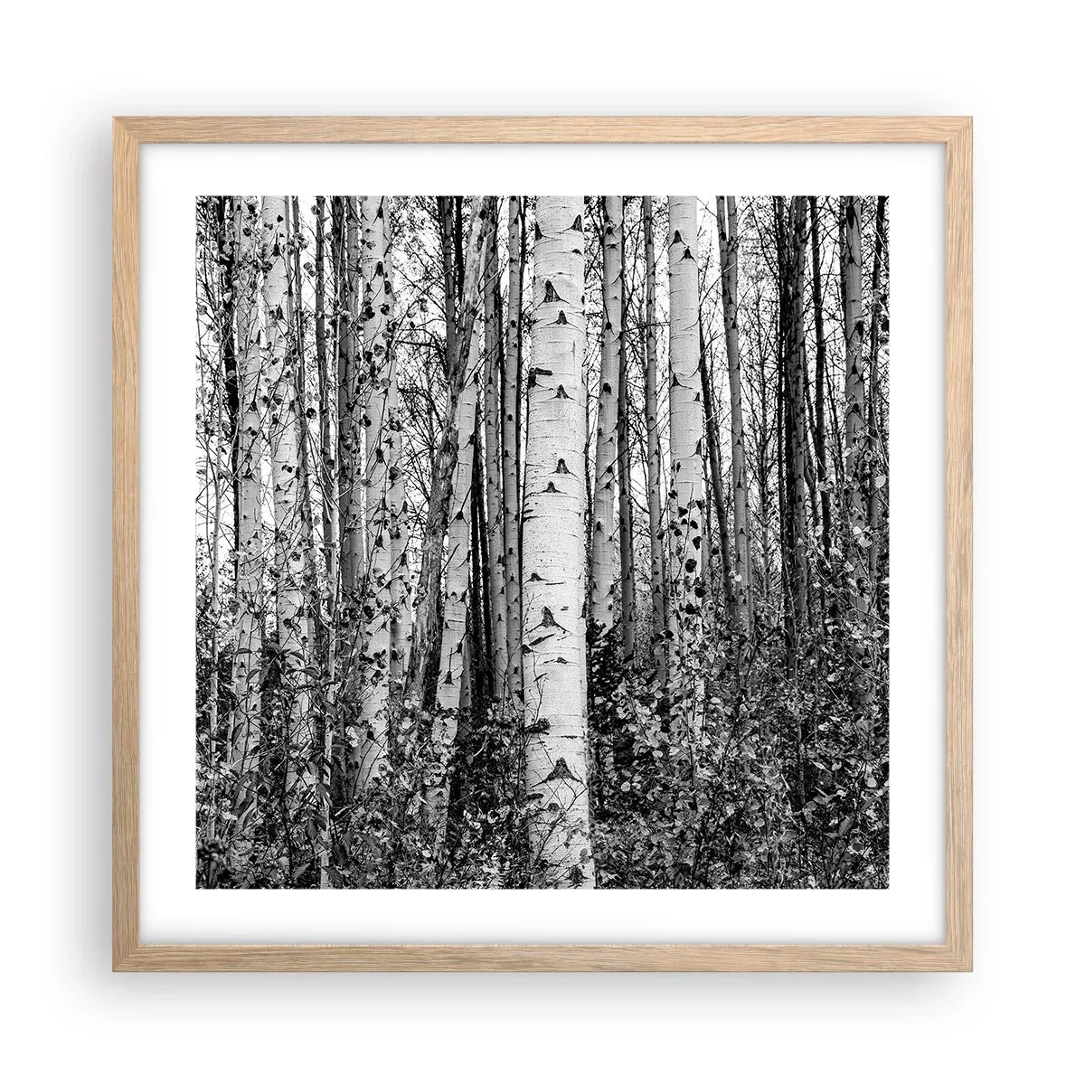 Plakat i ramme af lyst egetræ - Kolonnade af birk - 50x50 cm