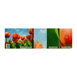 Prøve Fototapet Premium Canvas - Bortset fra den blå himmel behøver de intet i livet - Blomster, Tulipaner, Natur - 100x30 cm
