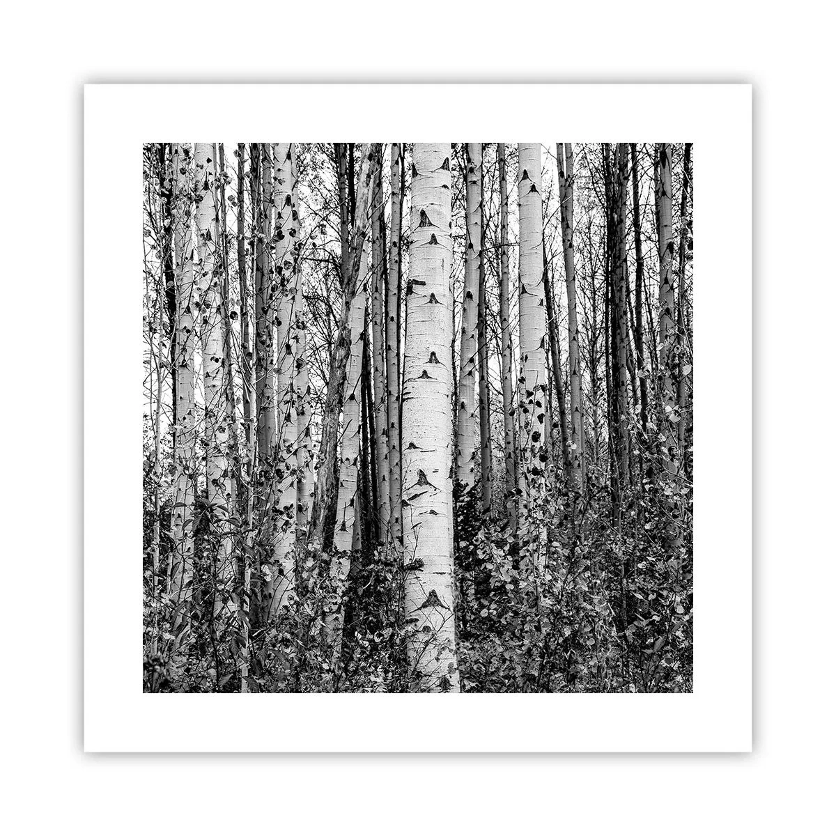 Plakat - Kolonnade af birk - 40x40 cm