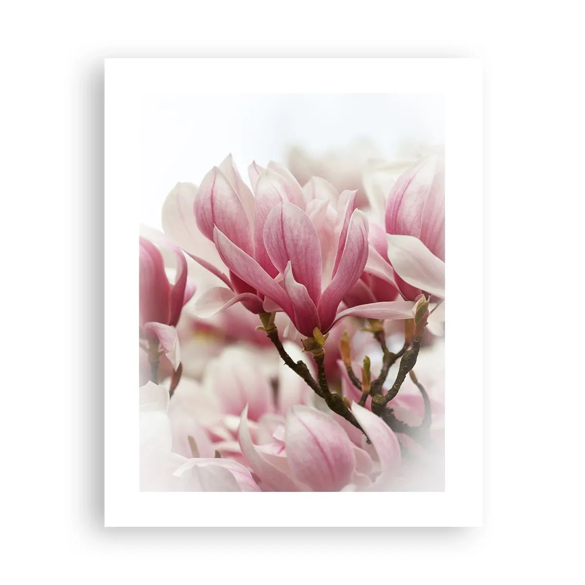 Plakat - Forårsblomster - 40x50 cm