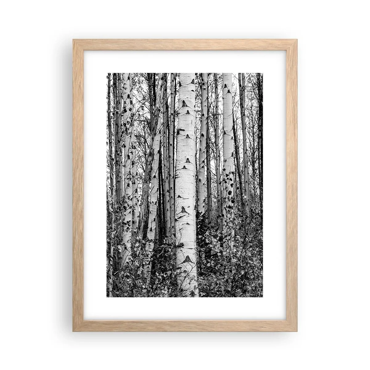 Plakat i ramme af lyst egetræ - Kolonnade af birk - 30x40 cm