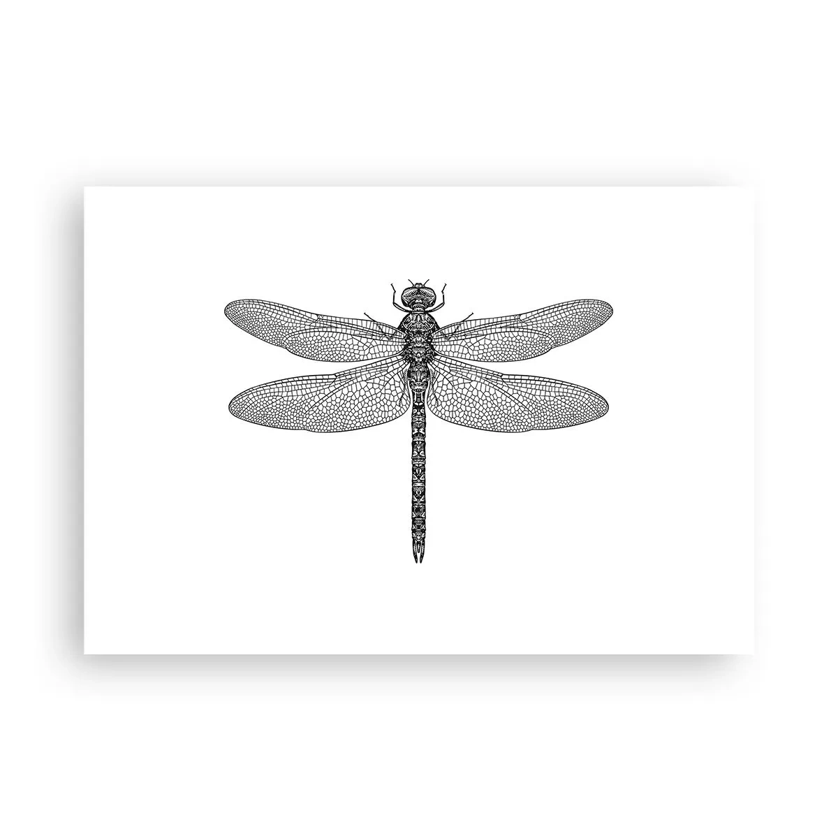 Plakat - Præcision i naturen - 100x70 cm