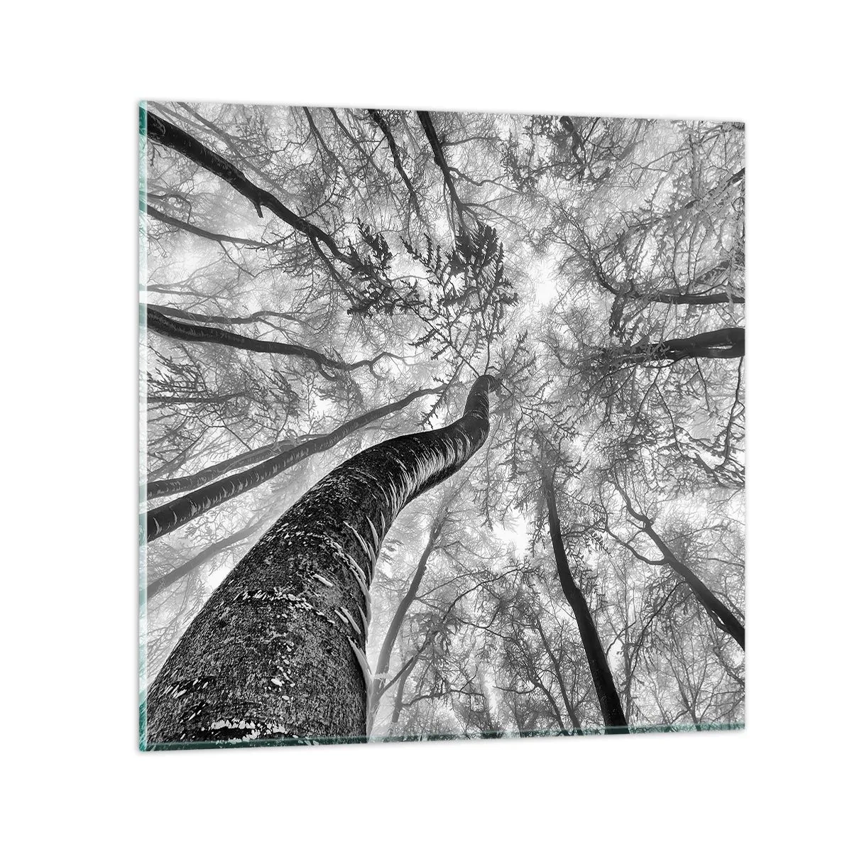 Billede på glas - Kapløb mod lyset - 50x50 cm