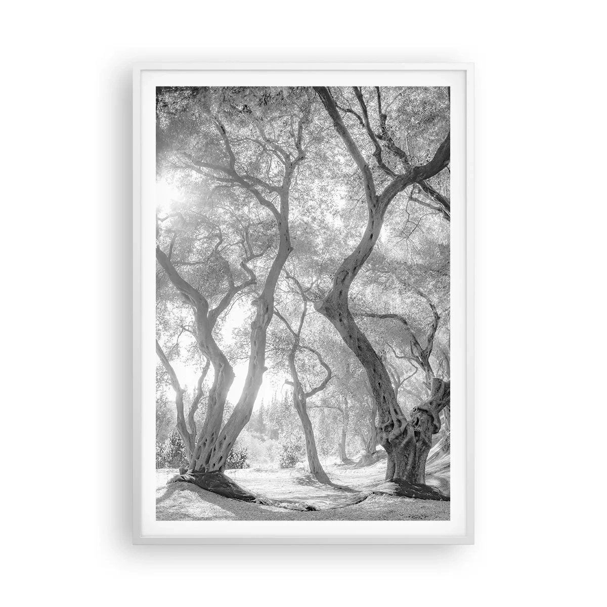 Plakat i hvid ramme - I en olivenlund - 70x100 cm