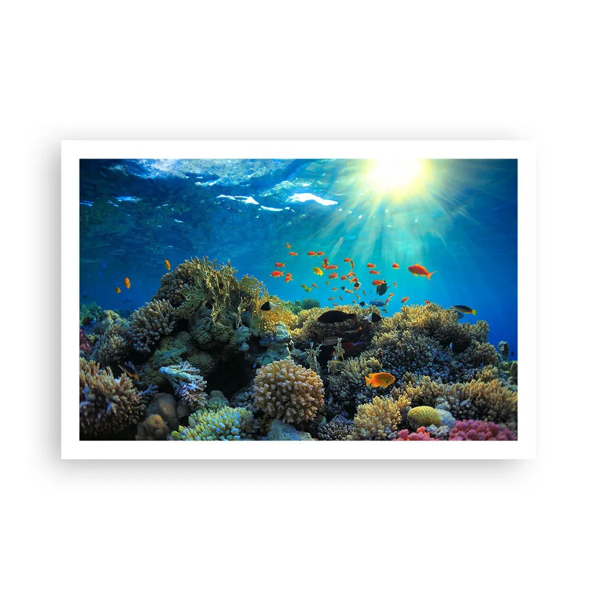 Plakat - Undervandsskatte - 91x61 cm