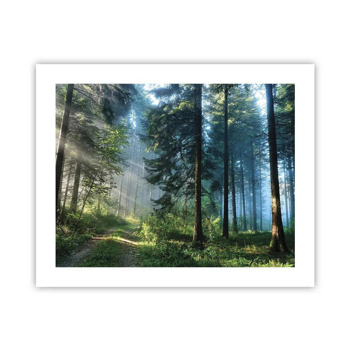 Plakat - Strålende om morgenen - 50x40 cm