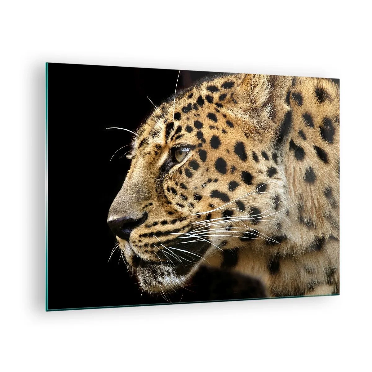 Billede på glas - Profil af en leopard på en sort baggrund - 70x50cm - Rolig, fokuseret, klar - Moderne vægdekoration til stue og soveværelse ARTTOR