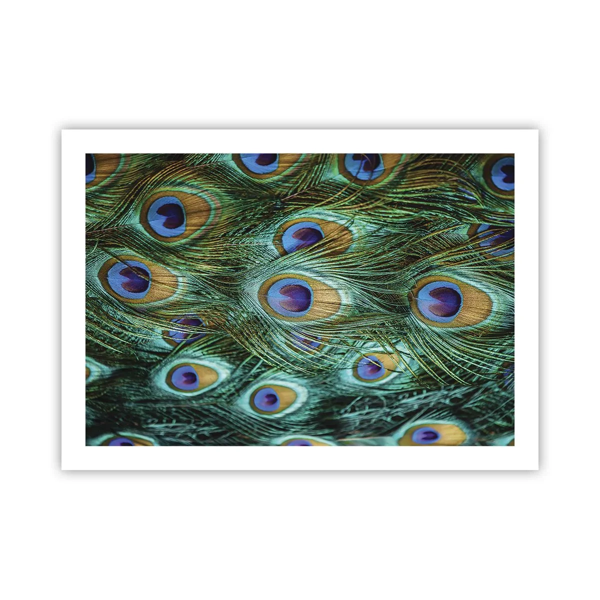 Plakat - En påfugls blik - 70x50 cm