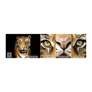 Fototapet Prøve Standard Eco - Vild i hjertet - Dyr, Tiger, Predator - 100x30 cm