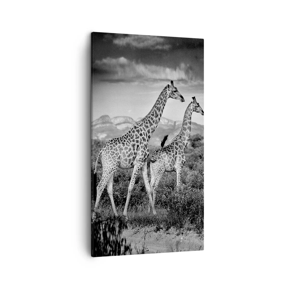 Lærredstryk - Billede på lærred - Afrikas overklasse - 45x80 cm