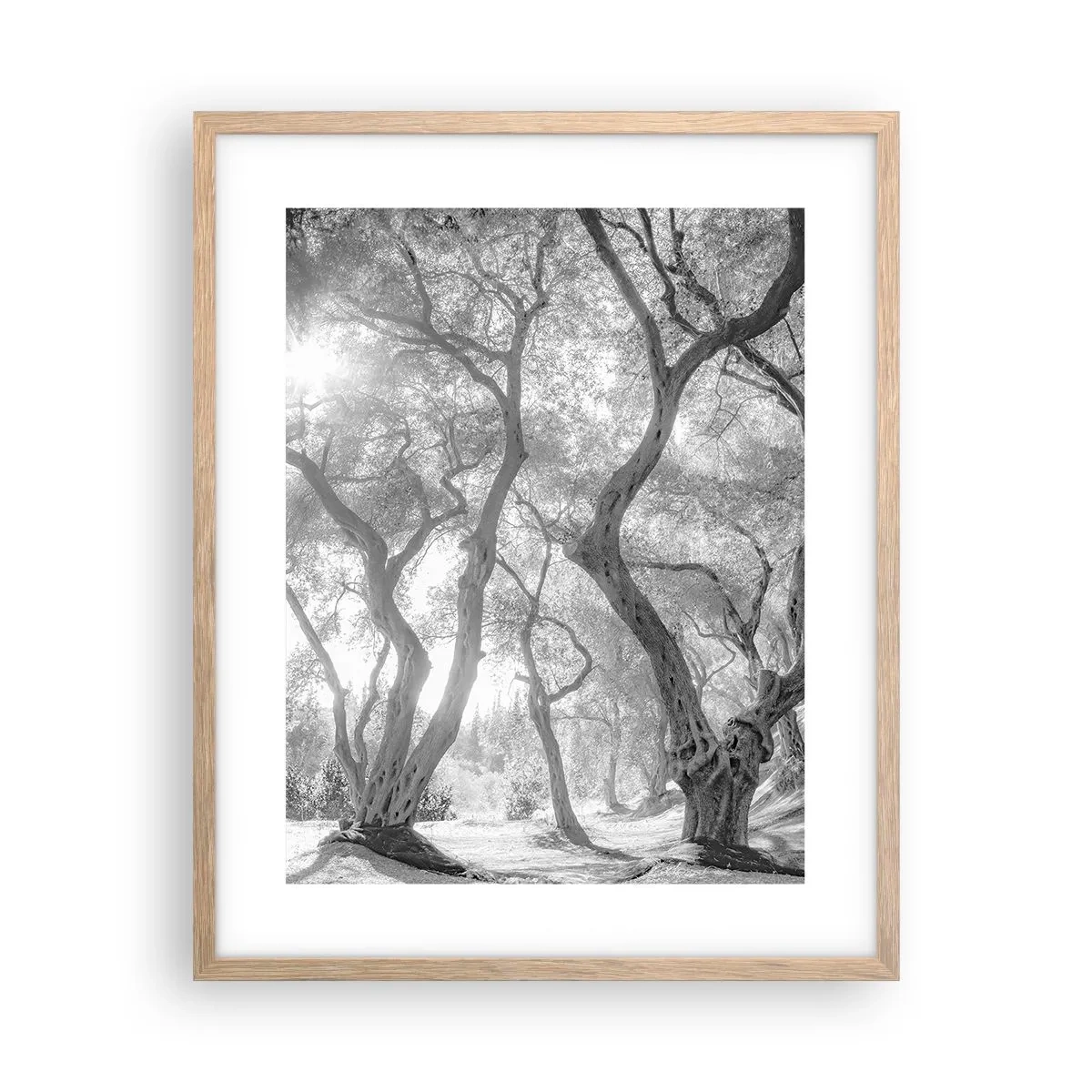 Plakat i ramme af lyst egetræ - I en olivenlund - 40x50 cm