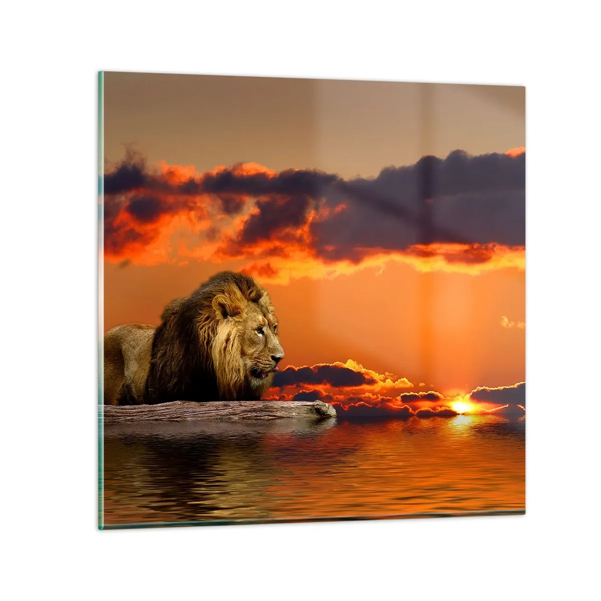 Billede på glas - Naturens konge - 30x30 cm