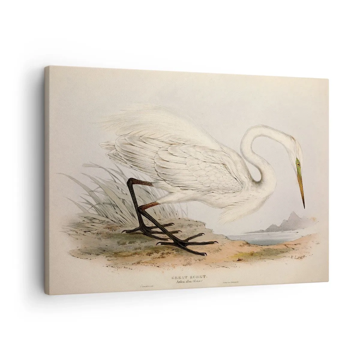 Lærredstryk - Billede på lærred - Tegning af en hvid hejre mod en naturlig landskabsbaggrund - 70x50cm - Dame på sivene - Moderne vægdekoration til stue og soveværelse ARTTOR
