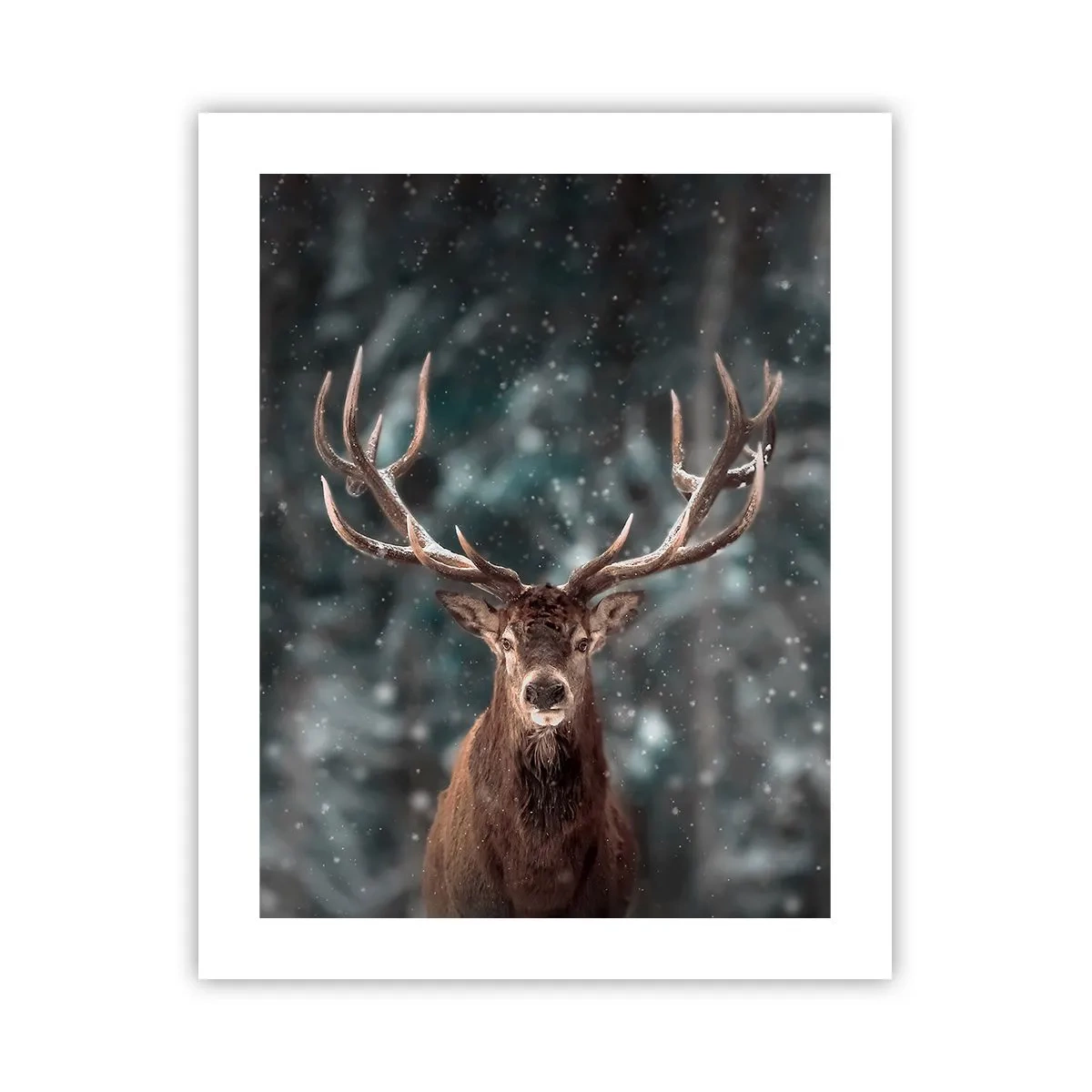 Plakat - Skovens konge kronet - 40x50 cm