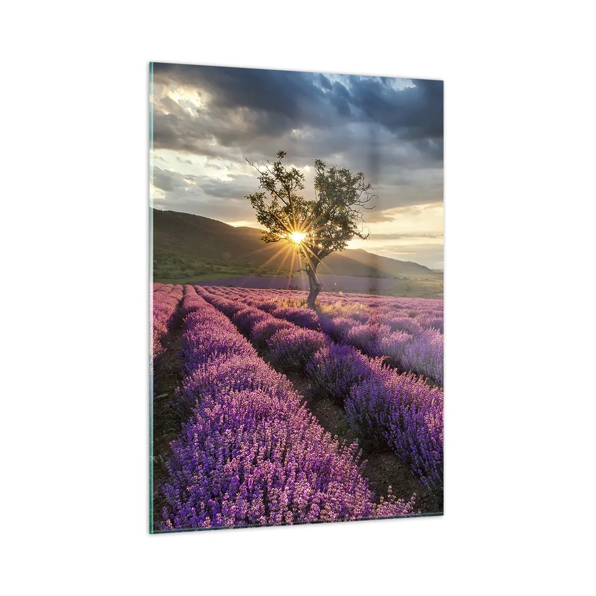 Billede på glas - Lilla aroma - 50x70 cm