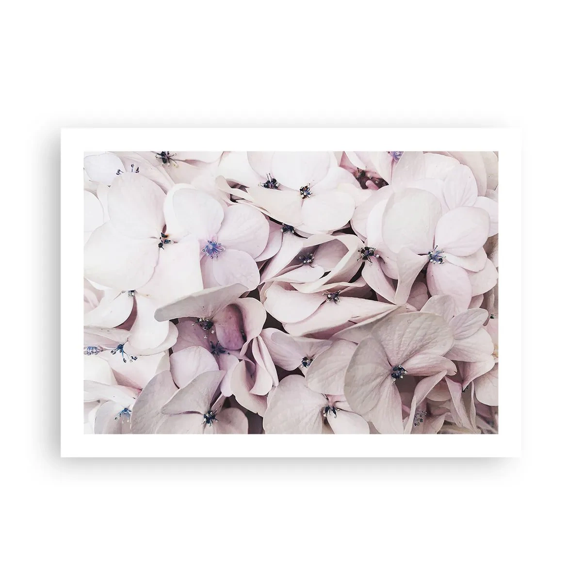 Plakat - I en flod af blomster - 70x50 cm