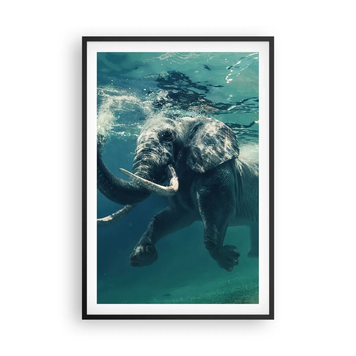 Plakat i sort ramme - Alle kan lide at svømme - 61x91 cm