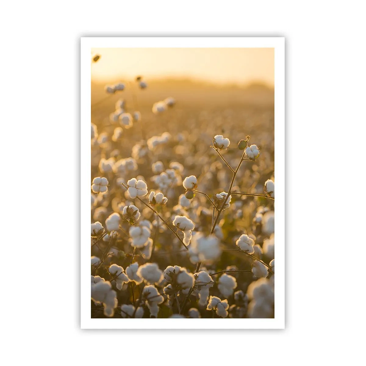 Plakat - Et luftigt felt - 70x100 cm