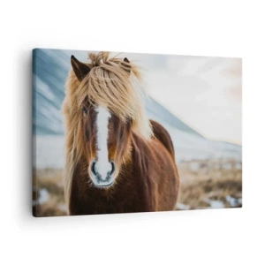 Lærredstryk - Billede på lærred - Islandsk hest mod et bjerglandskab - 70x50cm - Kan du mærke friheden? - Moderne vægdekoration til stue og soveværelse ARTTOR