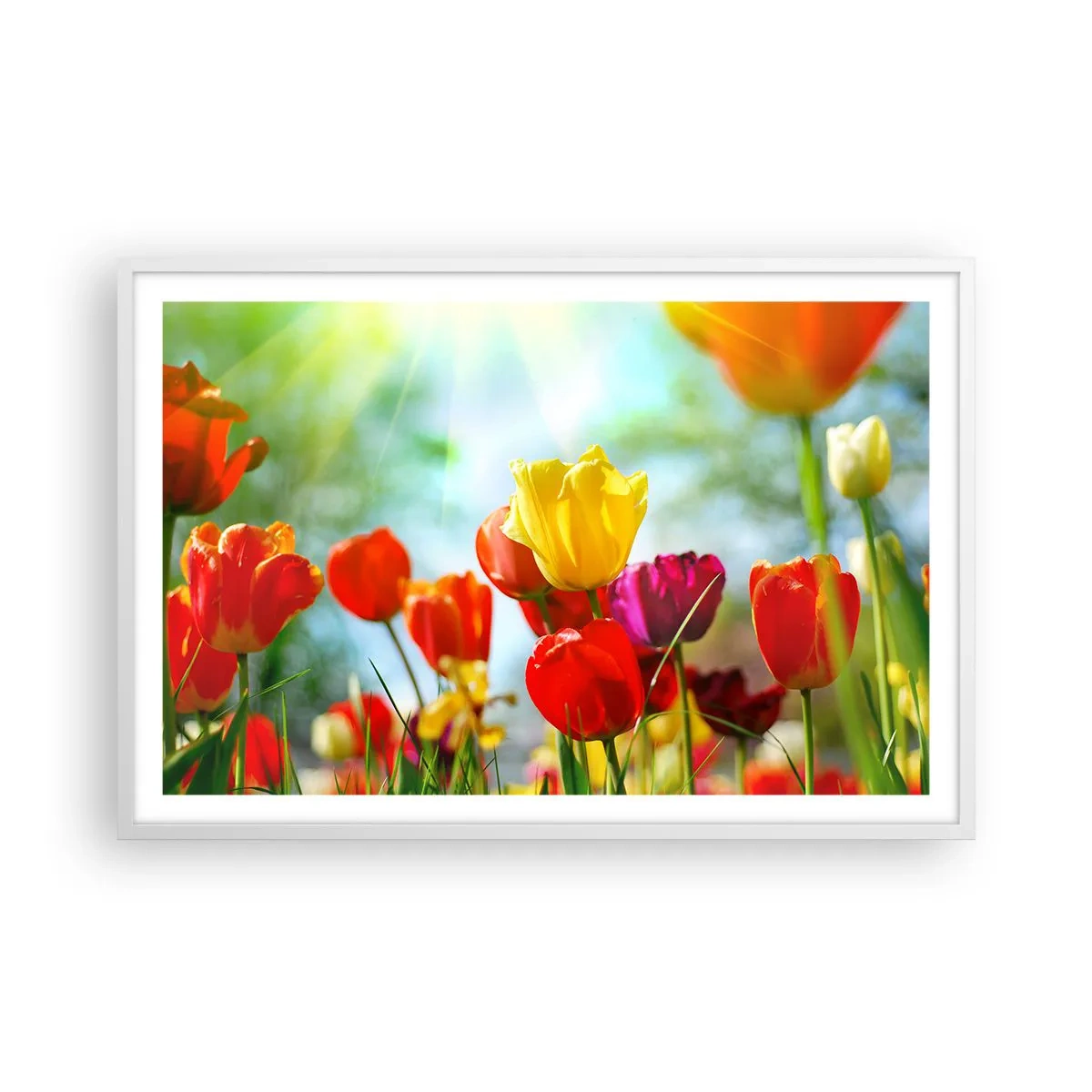 Plakat i hvid ramme - Alle solens farver - 91x61 cm