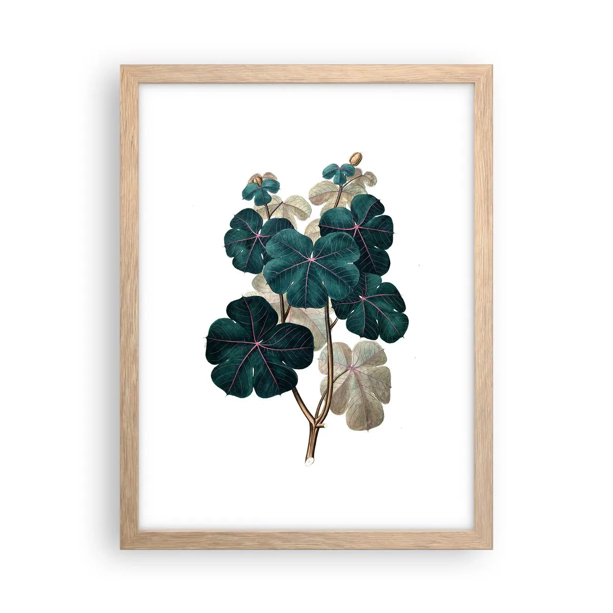 Plakat i ramme af lyst egetræ - Fra et gammelt herbarium - 30x40 cm
