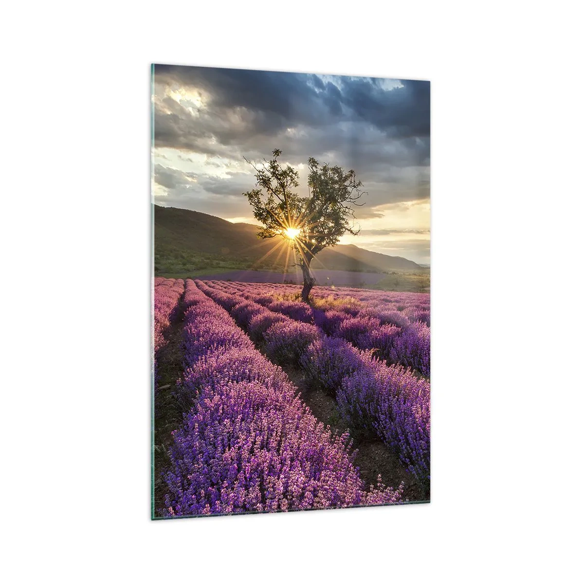 Billede på glas - Lilla aroma - 70x100 cm