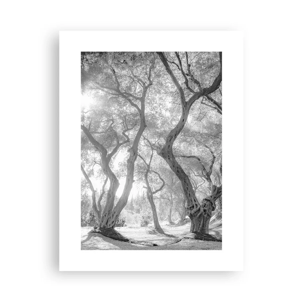 Plakat - I en olivenlund - 30x40 cm