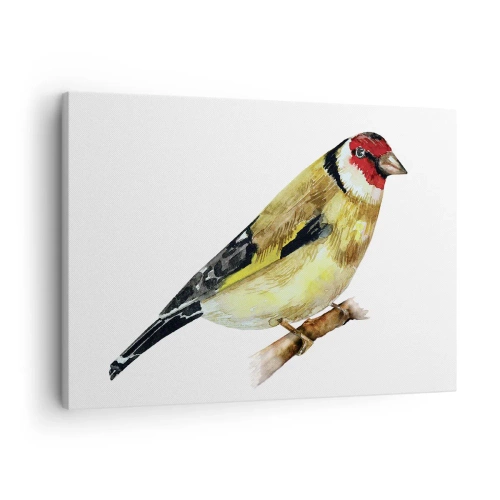 Lærredstryk - Billede på lærred - En fugl med et rødt hoved på en gren - 70x50cm - Portræt af en fugl - Moderne vægdekoration til stue og soveværelse ARTTOR