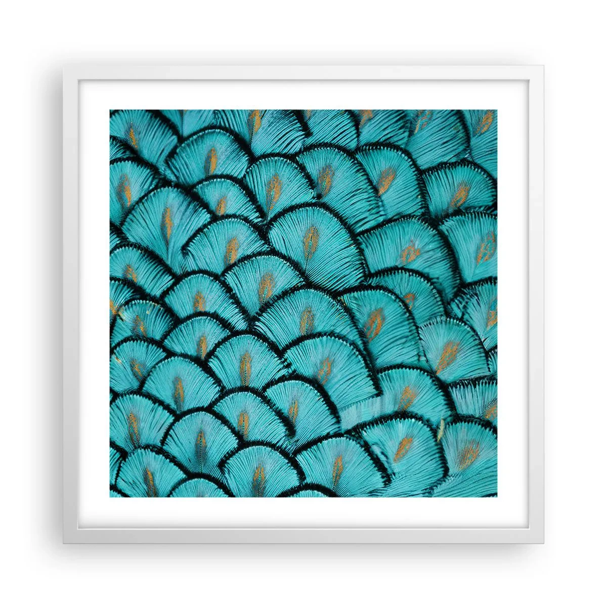 Plakat i hvid ramme - Den store fjer-galla - 50x50 cm