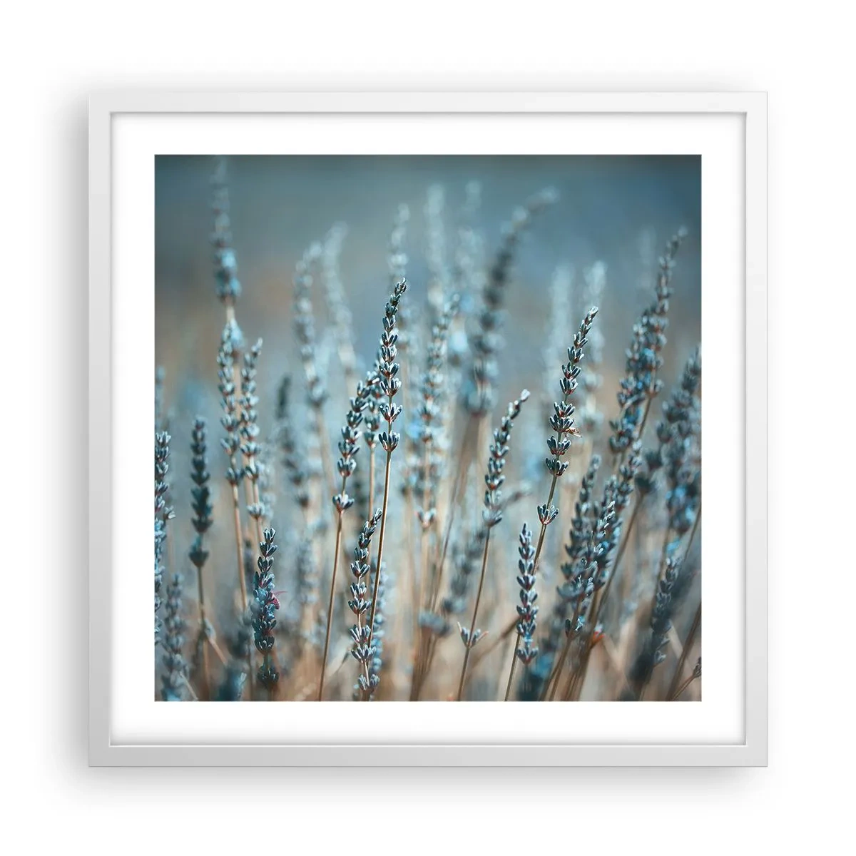 Plakat i hvid ramme - Duftende plet - 50x50 cm