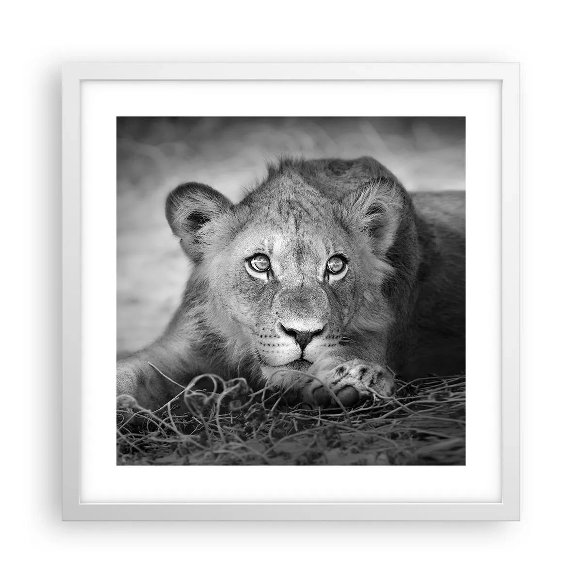 Plakat i hvid ramme - Kongelig hvalp - 40x40 cm