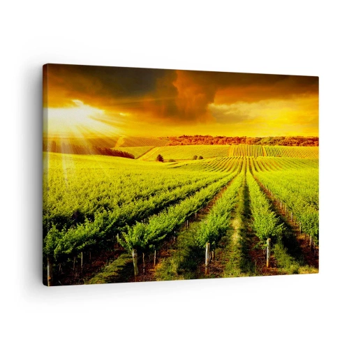 Lærredstryk - Billede på lærred - Gyldne vinmarker oplyst af solens stråler - 70x50cm - Under den australske sol - Moderne vægdekoration til stue og soveværelse ARTTOR