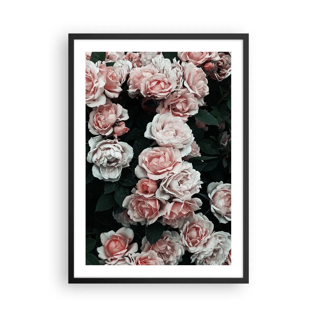 Plakat i sort ramme - En buket roser i sarte lyserøde nuancer på en mørk baggrund - 50x70cm - Lyserød ansamble - Moderne vægdekoration til stue og soveværelse ARTTOR