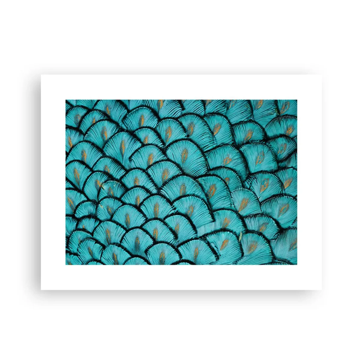 Plakat - Den store fjer-galla - 40x30 cm