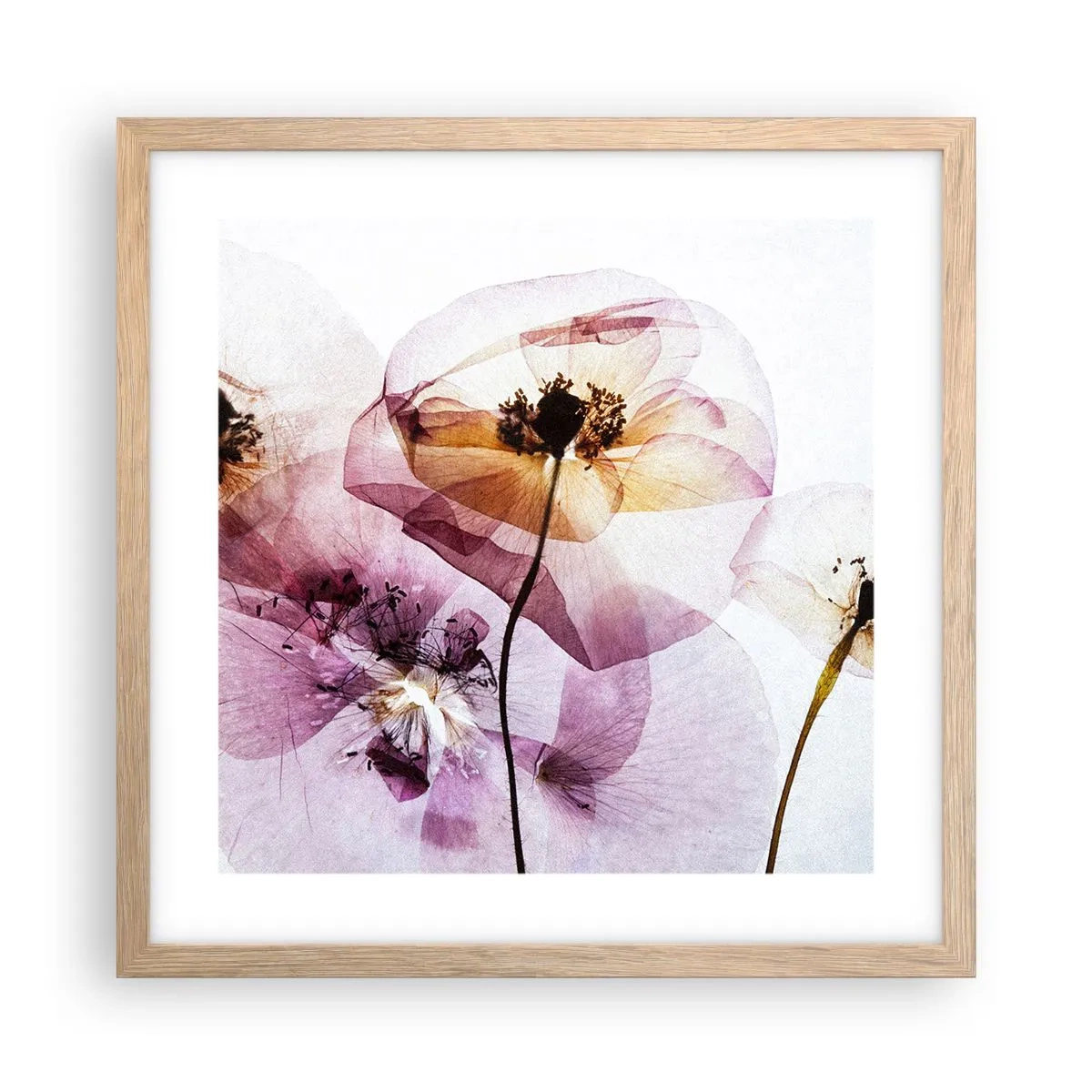 Plakat i ramme af lyst egetræ - Blomsterlegeme dias - 40x40 cm