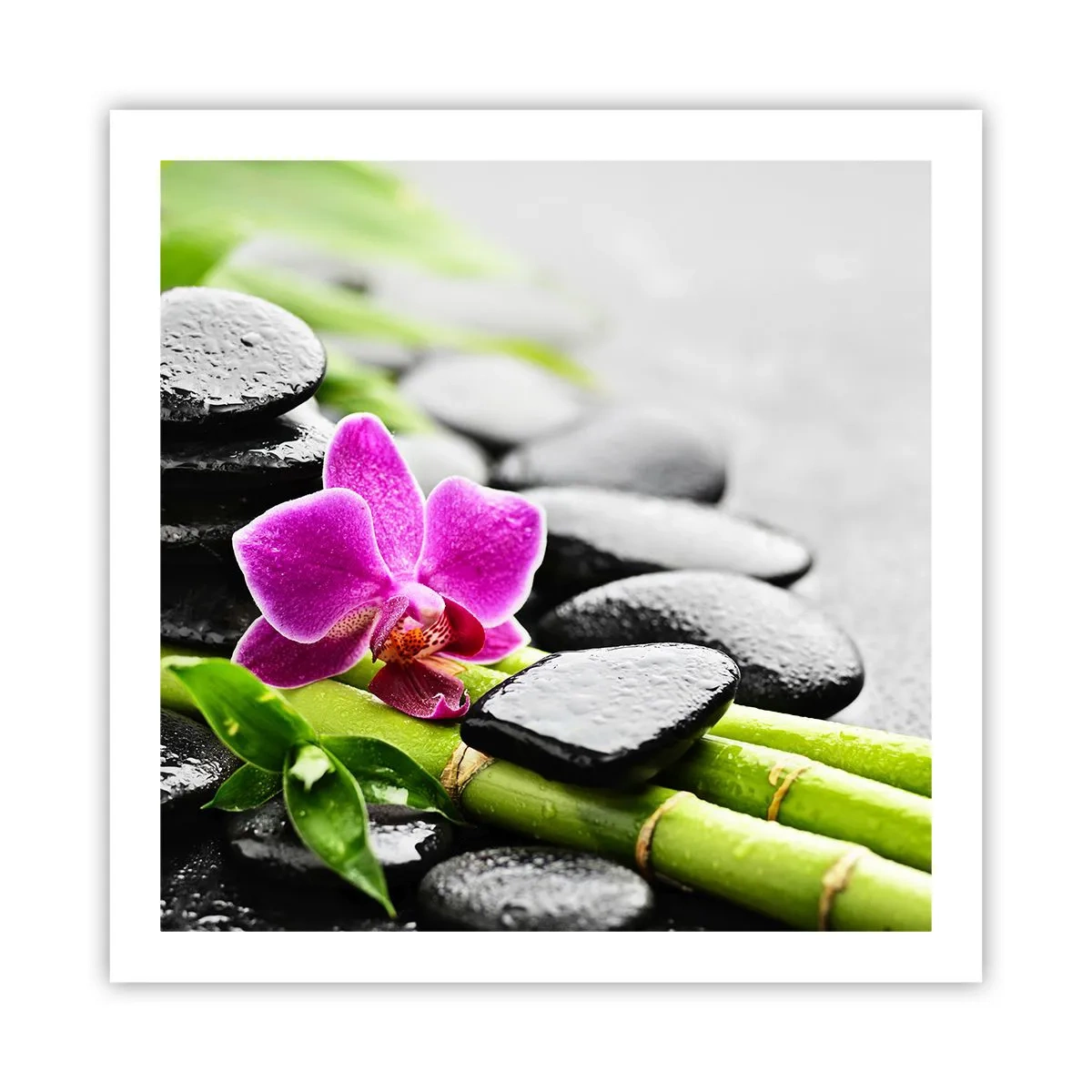 Plakat - I en fredelig balance - 60x60 cm