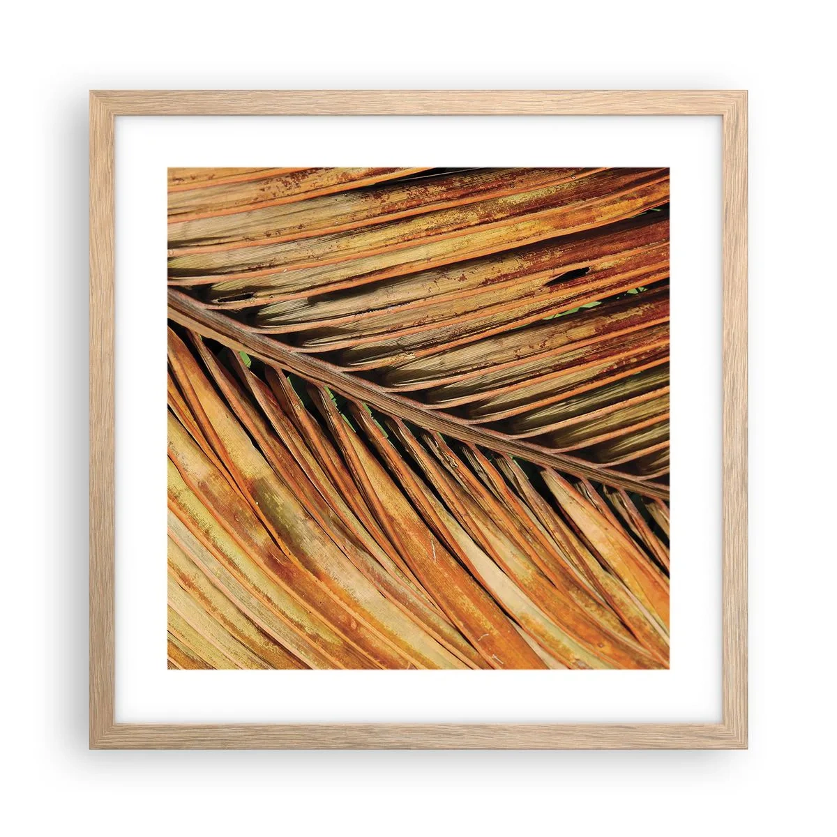 Plakat i ramme af lyst egetræ - Kokosnød guld - 40x40 cm