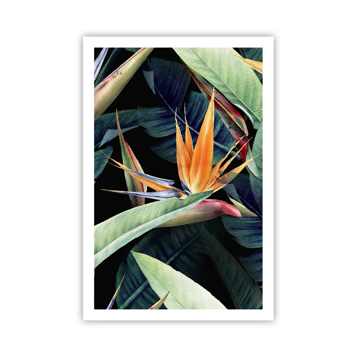 Plakat - Flammeblomster i troperne - 61x91 cm