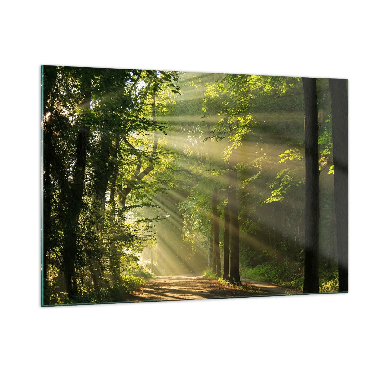 Billede på glas - Øjeblik i skoven - 120x80 cm