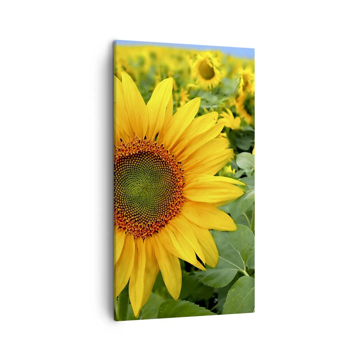 Lærredstryk - Billede på lærred - Hundredvis af sole blussede op - 45x80 cm