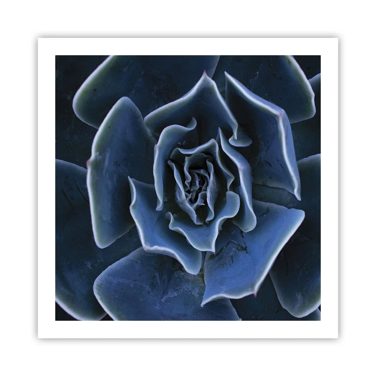 Plakat - Ørkenblomst - 60x60 cm