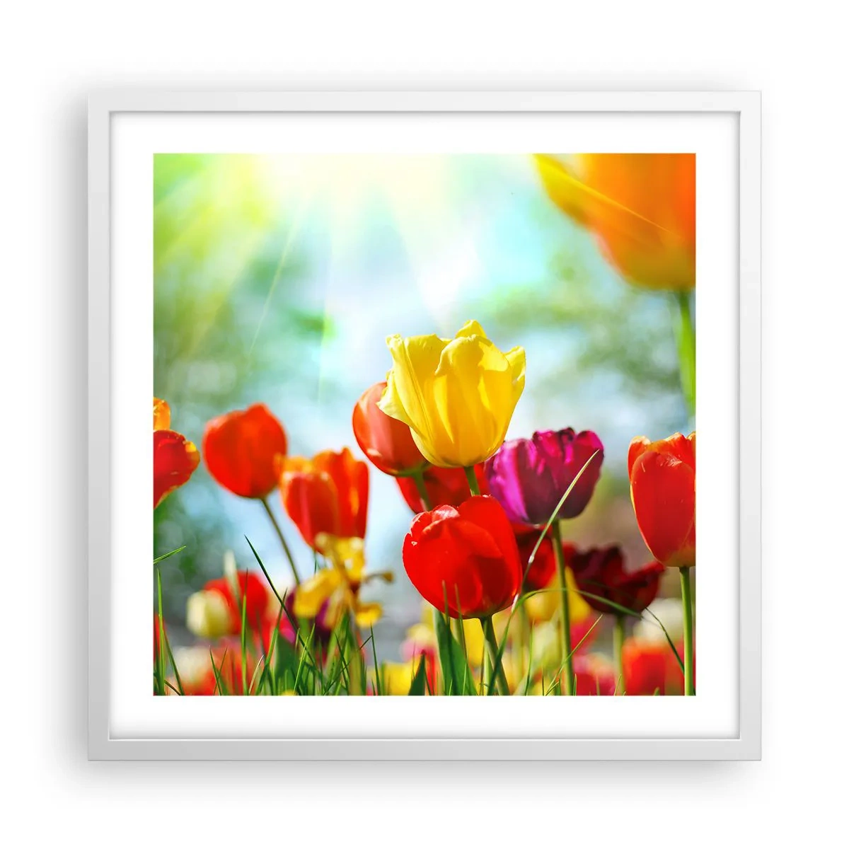 Plakat i hvid ramme - Alle solens farver - 50x50 cm