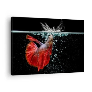 Lærredstryk - Billede på lærred - En storslået betta i vandet mod en mørk baggrund - 70x50cm - Du har tre ønsker - Moderne vægdekoration til stue og soveværelse ARTTOR