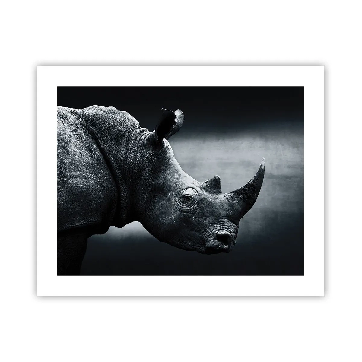 Plakat - Højre profil - 50x40 cm